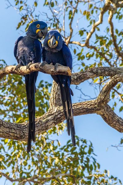 Brazil-Pantanal Hyacinth macaw pair in tree